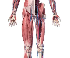 Biomedical Artwork Prints: Low section front view of human limbs