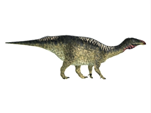 Prehistoric Herbivores Prints: Lurdusaurus dinosaur, side profile