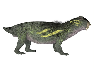 Jurassic Period Artwork Prints: Lystrosaurus dinosaur, side profile