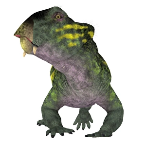 Prehistoric Animal Images Prints: Lystrosaurus dinosaur, front view