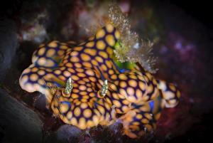 A magnificent ceratosoma nudibranch on coral, Solomons A magnificent ceratosoma nudibranch on coral, Solomons
