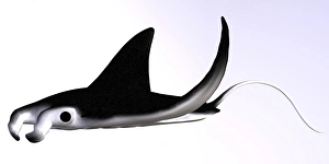 Large Fish Species Prints: Manta Ray
