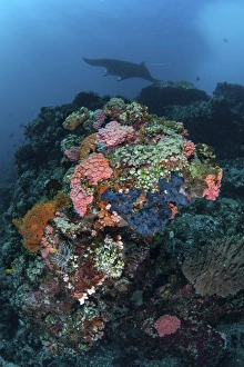 A manta ray swimming above a colorful reef in Indonesia A manta ray swimming above a colorful reef in Indonesia