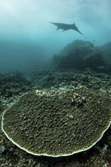 A manta ray swimming through a current-swept channel in Indonesia A manta ray swimming through a current-swept channel in Indonesia