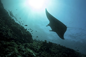 A manta ray swims through a current-swept channel in Indonesia A manta ray swims through a current-swept channel in Indonesia