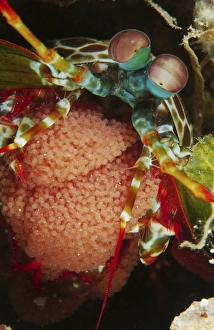Mantis shrimp with egg clutch, North Sulawesi, Indonesia Mantis shrimp with egg clutch, North Sulawesi, Indonesia