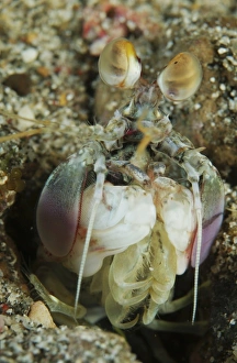 Mantis shrimp sticking head out of its lair, North Sulawesi Mantis shrimp sticking head out of its lair, North Sulawesi