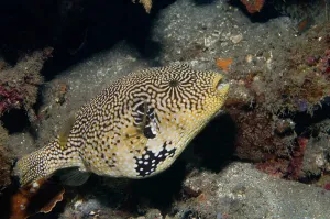 Indo Pacific Ocean Wildlife Prints: Map puffer (Arothron mappa), Lembeh Strait