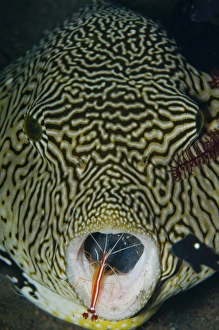 Map pufferfish with red cleaner shrimp, Bali, Indonesia Map pufferfish with red cleaner shrimp, Bali, Indonesia