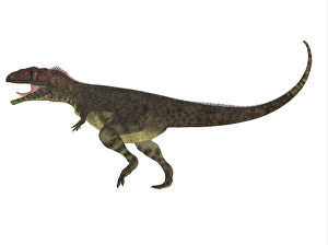 Carnivorous Dinosaur Prints: Mapusaurus dinosaur, white background