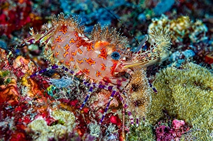 Crustacean Wildlife Prints: Marbled shrimp complex (Saron spp)