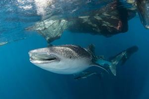 Massive whale shark swimming under fishing nets with remora in tow Massive whale shark swimming under fishing nets with remora in tow