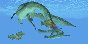 Mesosaurus attacks a Mangrove red snapper fish Mesosaurus attacks a Mangrove red snapper fish