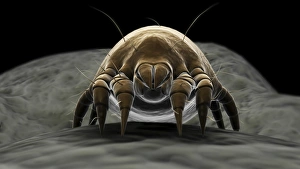 Microscopic visualization of a dust mite