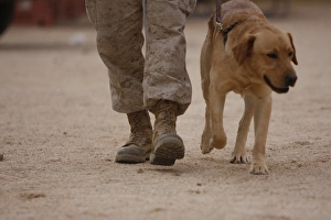 A military working dog and his handler taking a walk A military working dog and his handler taking a walk