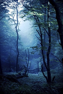 Misty, dark forest, Liselund Slotspark, Denmark Misty, dark forest, Liselund Slotspark, Denmark