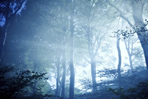 Denmark Landscape Photography Prints: Misty rays of light pass through forest trees, Liselund Slotspark, Denmark