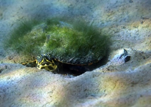 Moss growth on the shell of a map turtle laying on the sandy bottom of Morrison Springs Moss growth on the shell of a map turtle laying on the sandy bottom of Morrison Springs