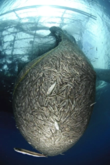Net full of Ikan Puri, a small anchovy like fish, West Papua, Indonesia Net full of Ikan Puri, a small anchovy like fish, West Papua, Indonesia