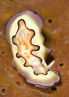 Nudibranch on orange sponge, Kimbe Bay, Papua New Guinea Nudibranch on orange sponge, Kimbe Bay, Papua New Guinea