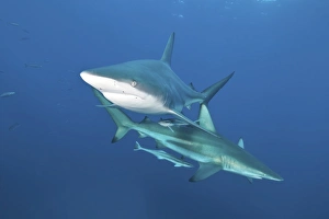 Oceanic blacktip sharks with remora in the waters of Aliwal Shoal, South Africa Oceanic blacktip sharks with remora in the waters of Aliwal Shoal, South Africa