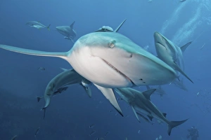 Several oceanic blacktip sharks in the waters of Aliwal Shoal, South Africa Several oceanic blacktip sharks in the waters of Aliwal Shoal, South Africa