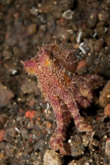Ocellate octopus with two blue spots, Bali, Indonesia Ocellate octopus with two blue spots, Bali, Indonesia