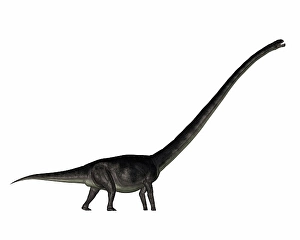 Prehistoric Animal Artwork Prints: Omeisaurus dinosaur - 3D render