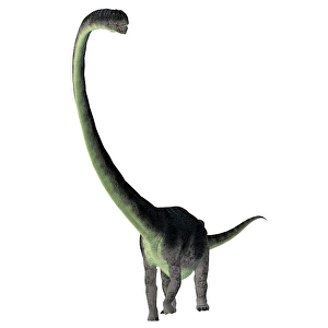 Dinosaur Artwork Illustration Prints: Omeisaurus dinosaur, front view