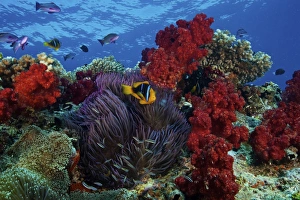 Orange-finned clownfish and soft corals on colorful reef, Fiji Orange-finned clownfish and soft corals on colorful reef, Fiji