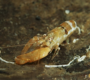 Orange snapping shrimp in coconut shell, North Sulawesi, Indonesia Orange snapping shrimp in coconut shell, North Sulawesi, Indonesia