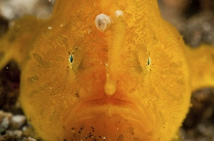 Orange warty frogfish, North Sulawesi, Indonesia Orange warty frogfish, North Sulawesi, Indonesia