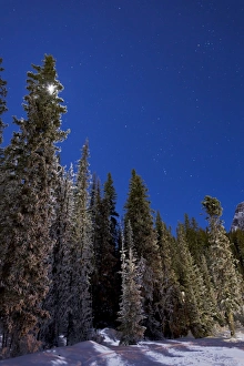 Orion constellation above winter pine trees in Alberta, Canada Orion constellation above winter pine trees in Alberta, Canada