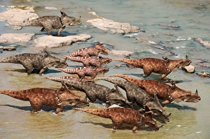 Dinosaurs In The Wild Prints: A pack of Centrosaurus travels down a river
