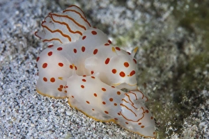 A pair of Ceylon nudibranchs mating on a sandy slope A pair of Ceylon nudibranchs mating on a sandy slope