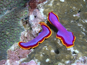 Pair of pink flatworms, Kalimantan, Indonesia Pair of pink flatworms, Kalimantan, Indonesia