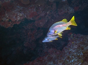 Perciformes Family Fish Prints: A pair of Schoolmaster fish