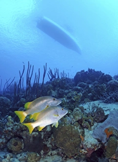 A pair of Schoolmaster Snapper on Caribbean reef A pair of Schoolmaster Snapper on Caribbean reef