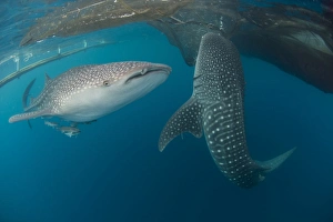 Pair of whale sharks swimming around near the surface under fishing nets Pair of whale sharks swimming around near the surface under fishing nets
