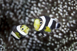 Saddleback Anemonefish Print