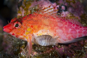 A parasitic isopod has attached itself onto a hawkfish A parasitic isopod has attached itself onto a hawkfish