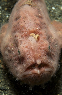 Pink frogfish with open mouth, North Sulawesi Pink frogfish with open mouth, North Sulawesi