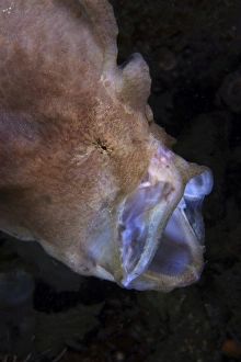 Pinkish brown frogfish with open mouth, North Sulawesi Pinkish brown frogfish with open mouth, North Sulawesi