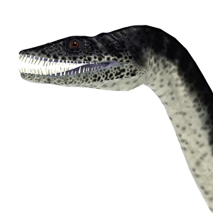 Dinosaur Artwork Prints: Plesiosaurus reptile head