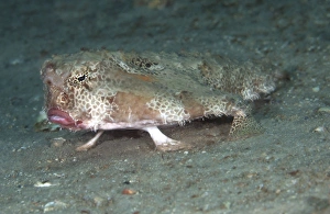Polka-dot Batfish standing up on its leg-like fins Polka-dot Batfish standing up on its leg-like fins