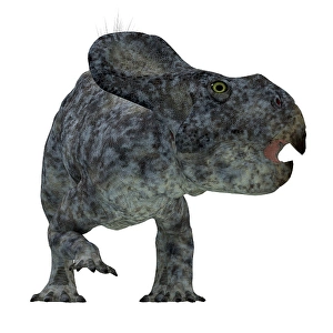 Ceratopsid Dinosaurs Prints: Protoceratops dinosaur