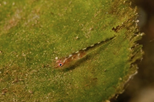 Red-eyed goby on green sea grass, Bali, Indonesia Red-eyed goby on green sea grass, Bali, Indonesia