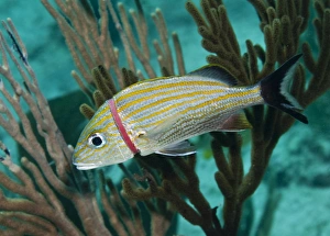 A red plastic band threatens the life of a blue striped grunt fish A red plastic band threatens the life of a blue striped grunt fish