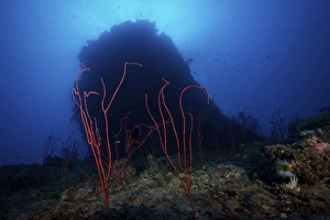 Red sea whip coral in deep water beneath a large coral bommie, Fiji Red sea whip coral in deep water beneath a large coral bommie, Fiji