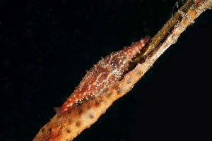 Red spindle cowrie on whip coral, Bali, Indonesia Red spindle cowrie on whip coral, Bali, Indonesia